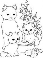 /album/facetube/imagescama23nf-jpg/